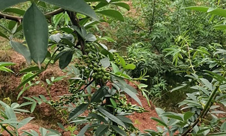 哪種花椒烘干機(jī)比較省錢？生怕知道得太晚