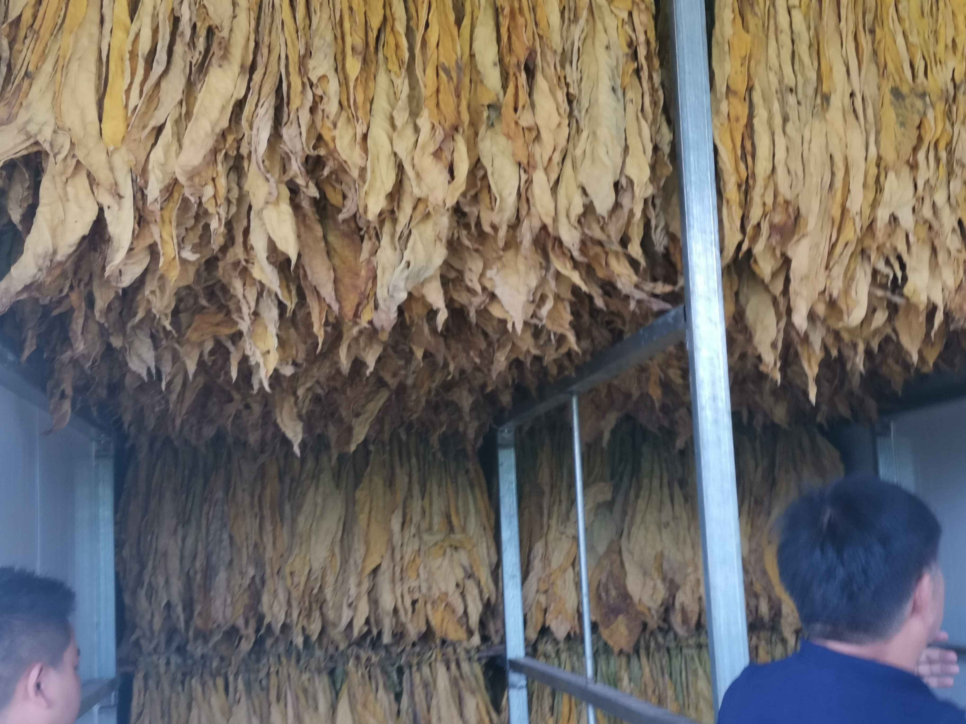 烤煙成本太高？寶秸生物質顆粒燃燒機更省料